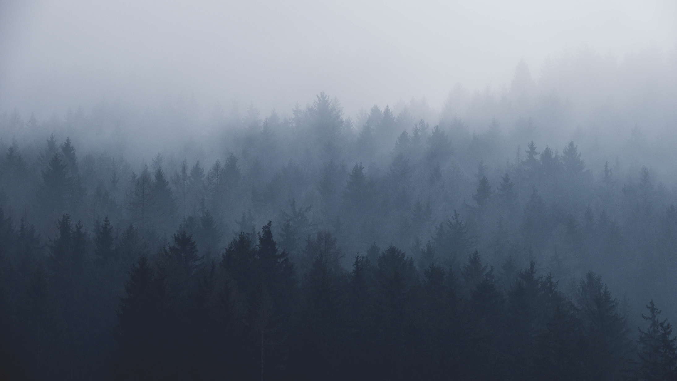 Beautiful Misty Landscape of Forest Trees